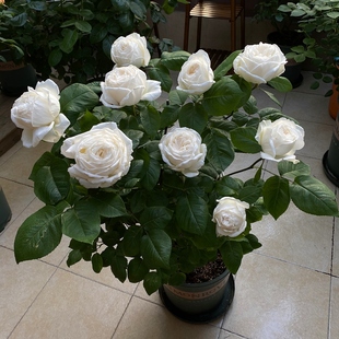 多季开大花浓香月季花苗，伊芙婚礼之路，纯白色玫瑰盆栽阳台观花植物