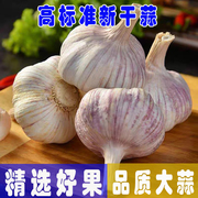 新店河南杞县大蒜紫白皮，大蒜头干大蒜，可做腊八蒜蒜种子