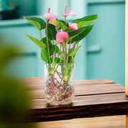 水培粉掌绿植花卉室内办公室桌面小盆栽四季开花好养活净化空气花