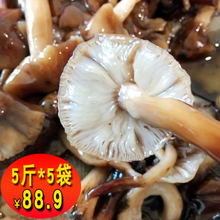 东北野生榛蘑腌制草蘑菇，辽宁长白山特产，食用真蘑榛蘑新鲜臻蘑珍蘑