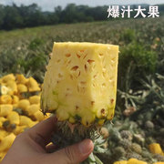 树上熟青蜜金钻凤梨 海南三亚新鲜水果台湾牛奶菠萝手撕纯甜当季