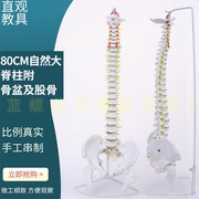 教学仿真骨骼45cm85cmt脊柱脊椎模型带半腿骨模型11人体骨骼标本
