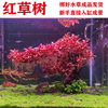 红草树生命之树水草树沉木鱼缸造景装饰增氧淡水植物水培原生态