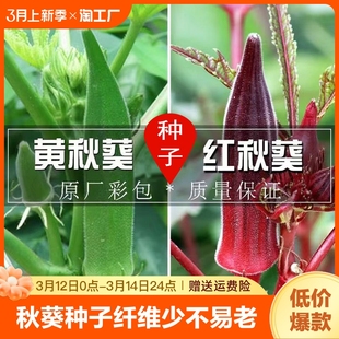 黄秋葵(黄秋葵)红秋葵种子，种籽四季蔬菜阳台庭院