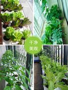 阳台种菜水培设备种菜神器家庭，室内水耕蔬菜无土栽培懒人自动花盆