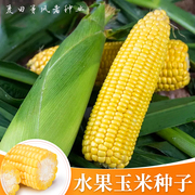 粤甜29号水果玉米种子国，审甜玉米鲜食甜脆苞谷，种籽农家田园蔬菜孑
