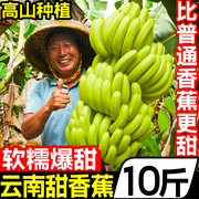 正宗云南高山甜香蕉，10斤新鲜水果自然，熟banana芭蕉大香蕉当季整箱