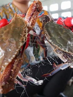 5斤大母蟹4/6两规格一只野生海捕梭子蟹超肥急冻，