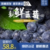 丹东新鲜大甜蓝莓鲜果500g新鲜当季水果孕妇宝宝辅食整箱
