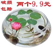 水培玻璃花瓶透明碗莲荷花，铜钱草盆缸养睡莲，的专用花盆鱼缸植物器