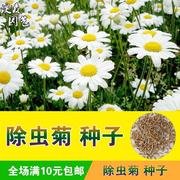 除虫菊种子 驱蚊草种子 盆栽花草种子 春夏秋四季播种阳台花卉