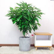 大型绿植平安树盆栽室内客厅办公室净化空气元宝树植物四季常青