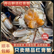 共3斤装6只左右野生大红膏蟹，舟山梭子蟹鲜活大母，蟹海鲜水产