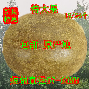 罗汉果特大果特级大果罗汉果茶，广西桂林特产，凉茶短轴直径57-63mm