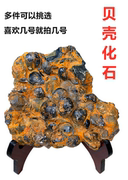 贝壳古生物化石教学标本，原石商务观赏石奇石摆件