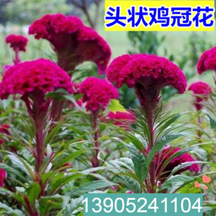 四季鸡冠花种子室外庭院盆栽，花卉植物花籽，阳台花草四季种子易活