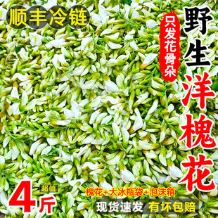 现摘现发槐花新鲜洋槐花4斤秦岭天然野生槐花骨朵杨槐花