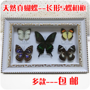 5蝶标本相框立体真蝴蝶家居装饰品，摆放画框收藏科普教学观赏