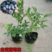 蓝莓果树蓝莓苗盆栽蓝莓，树苗当年结果，南方北方种植阳台庭院果树苗