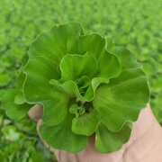 水芙蓉水葫芦浮萍植物鱼塘庭院造景绿植鱼缸水池养鱼净化水质水草