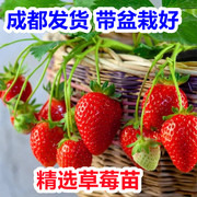 奶油草莓苗盆栽带盆带土红颜四季结果阳台种植新秧苗(新秧苗)当年结果