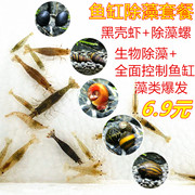 黑壳虾观赏虾活体苹果螺斑马，螺黑金刚螺，工具鱼虾清道夫鱼缸藻类