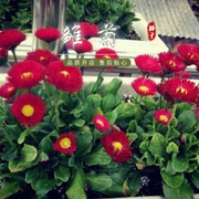 雏菊种子花种籽易播易活耐阴室外庭院阳台花卉种子孑开花早花期长