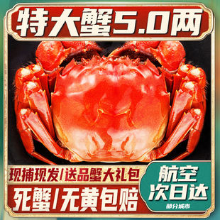 大闸蟹鲜活特大螃蟹六月黄全公母蟹海鲜水产礼盒装河蟹5.0两