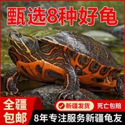新疆乌龟活体深水龟观赏爬宠淡水龟火焰，龟黄耳龟甜甜圈招财龟
