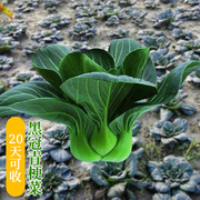 上海青菜籽种大全苏州青青菜种籽油菜种子四季播种蔬菜种孑正宗