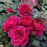 伊芙酒窖月季花苗大花，浓香玫瑰开花紫红色，四季可盆栽花卉庭院阳台