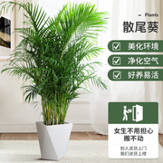 散尾葵凤尾竹盆栽室内客厅大型绿植吸甲醛植物四季常青夏威夷竹