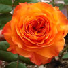 橙色浪漫四季开花勤花大花浓香型玫瑰月季花苗，盆栽庭院阳台楼顶花
