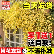 黄木香(黄木香)花苗爬藤植物，重瓣红白木香树苗蔷薇，四季开花卉阳台庭院盆栽