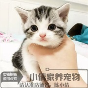 出售宠物猫美国短毛猫美短加白活体(白活体)幼猫起司猫银虎斑纯种幼猫q