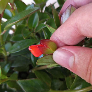 红色花金鱼吊兰带花苞盆栽，阳台植物室内金鱼草，鲜花卉四季开花