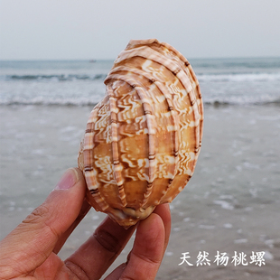 天然超大海螺贝壳珊瑚，杨桃螺竖琴螺鱼缸，造景居家摆件海螺贝壳风铃