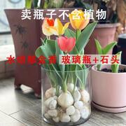 郁金香水培花盆白掌鲜花玻璃花器多肉绿植圆形客厅花瓶直筒器皿