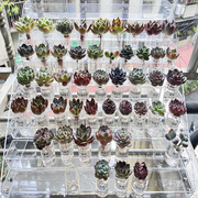 多肉收纳架透明亚克力盆栽，展示架桌面花盆，置物架拇指盆植物花架子