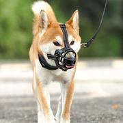 狗狗嘴套可调节小型犬中大型犬通用狗嘴套防咬人防，叫乱吃可喝水