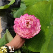 雨花之恋 真大型中型荷花碗莲睡莲种子藕水生植物花卉萌宝荷花苑