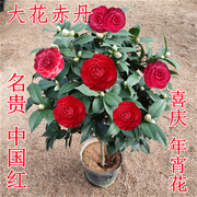 大红色赤丹山茶花树苗盆栽，六角年宵花庭院，室内巨型花卉带苞中国红