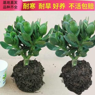 玉树盆栽老桩大叶红边玉树树苗多肉植物大颗好养室内花卉绿植