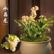 建兰水晶龙名贵(龙名贵)浓香，矮种兰花带，花苞阳台茶几客厅室内花卉绿植盆栽