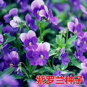 紫罗兰种子多年室内阳台盆栽，易活易种庭院波斯菊花种子花子孑