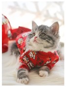 宠物新年喜庆加绒招财猫，卫衣猫咪狗狗红色外套，秋冬保暖卫衣