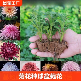 重瓣荷兰菊带花苞菊花苗盆栽室内花卉植物四季好养易活开花阳台