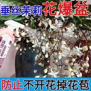 花草营养液通用垂丝茉莉专用肥垂丝茉莉营养液免稀释液体肥催花绿