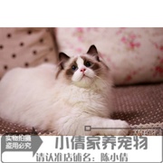 纯赛级血统蓝双色布偶猫幼猫出售纯种活体宠物猫咪幼崽布偶小猫x