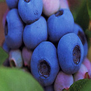 蓝莓树苗地栽盆栽蓝莓苗，高丛蓝莓苗达柔抗寒能力强大苗当年结果